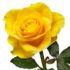 Arti Bunga Mawar Kuning