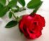 Arti Bunga Mawar Merah